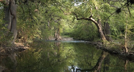 Vista general de cuerpo de agua rodeado por árboles