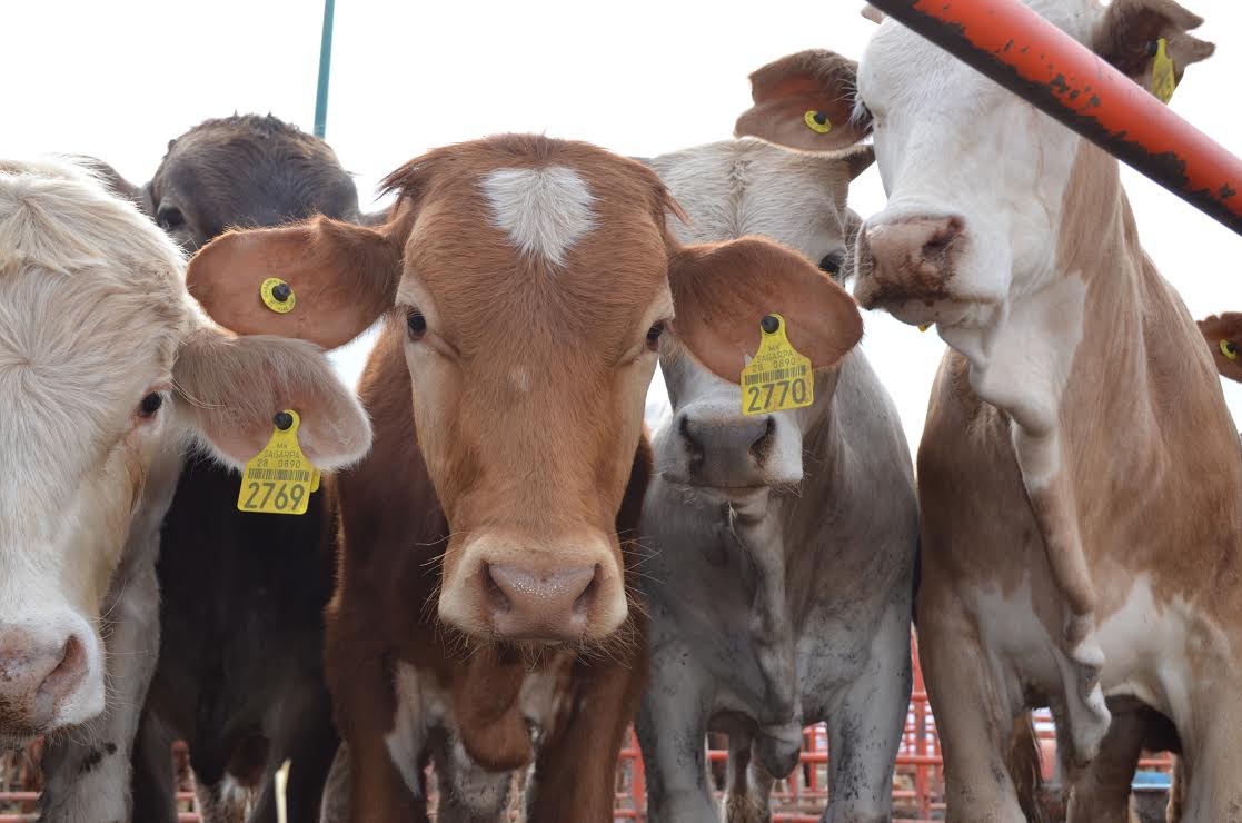 Con la nueva acreditación, los productores podrán comercializar su ganado en EUA en condiciones de mayor competitividad