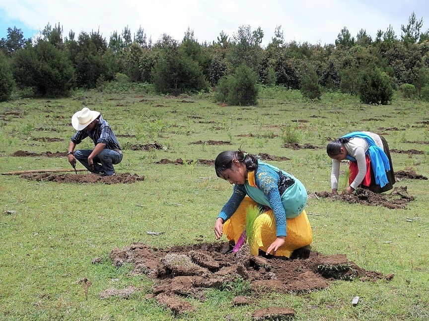 Integrantes de una familia tzzotzil realizan reforestación a los pies de la montaña de su ejido.