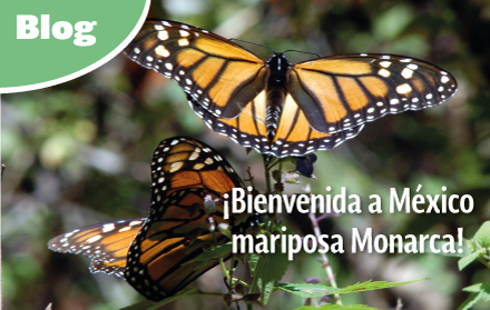 ¡Bienvenida a México mariposa Monarca!