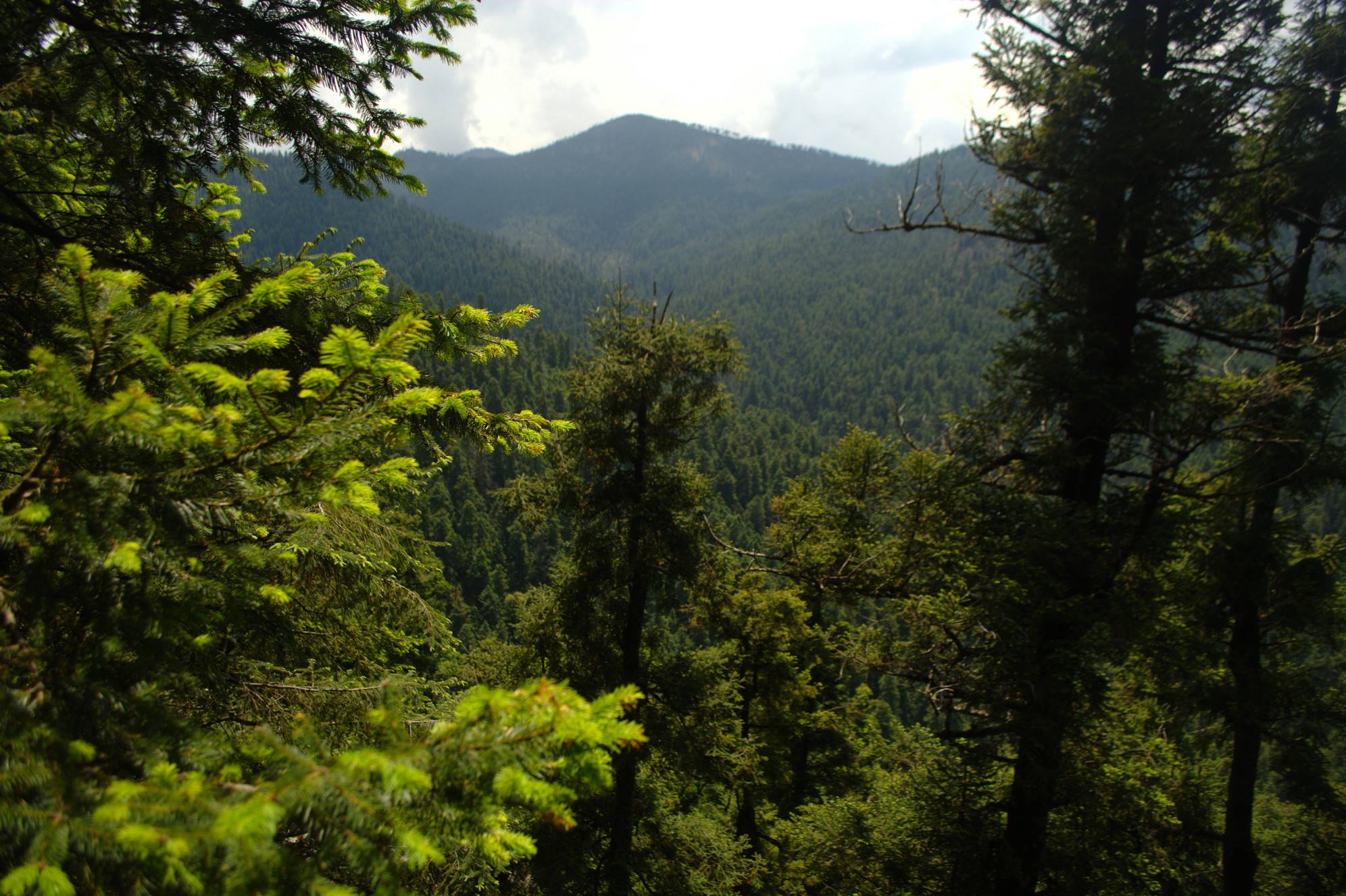 Vista general de montaña entre bosque