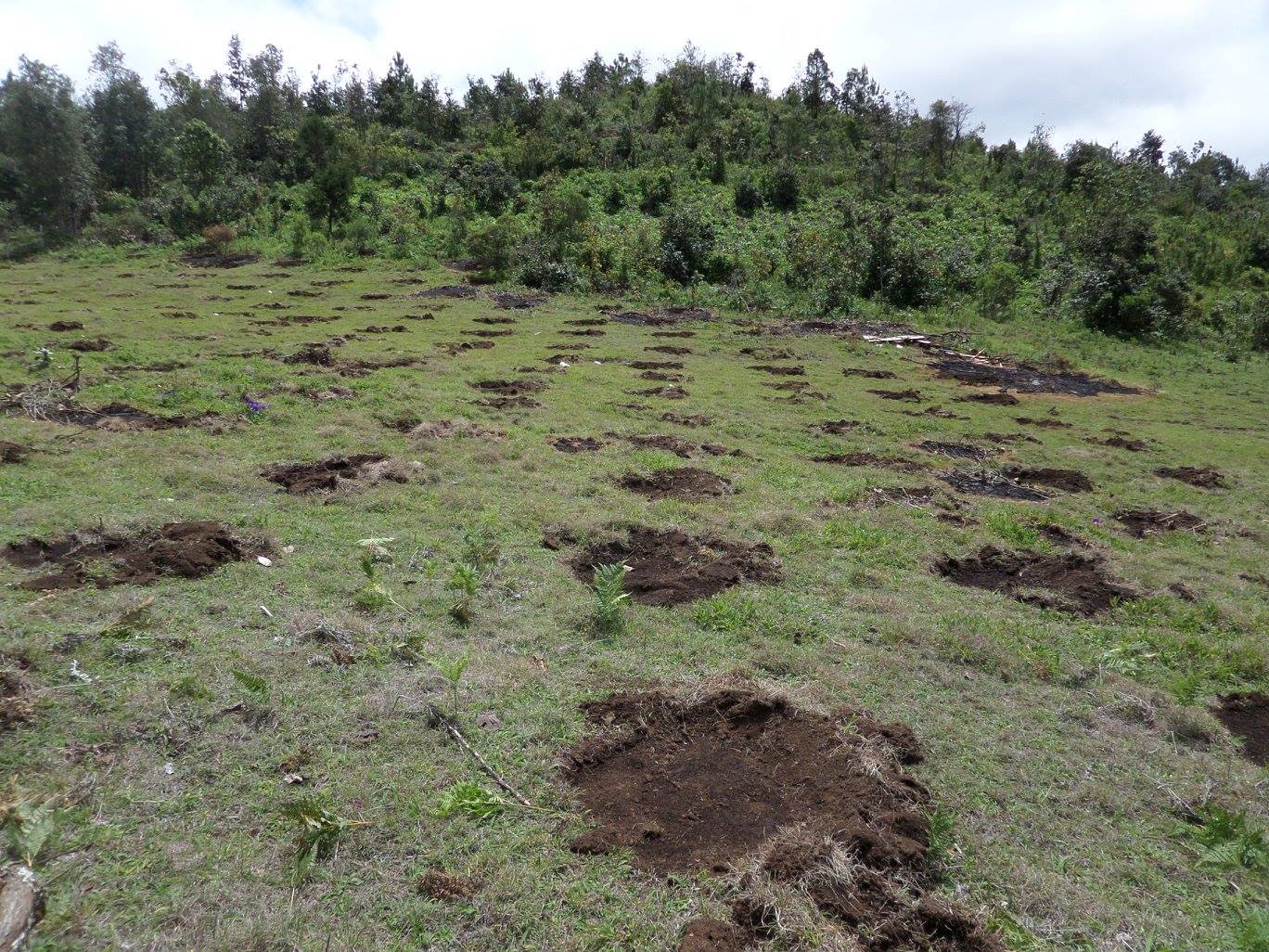 Vista general de paisaje de campo con surcos para reforestación
