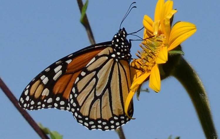 Vista detalle de mariposa monarca sobre flor silvestre