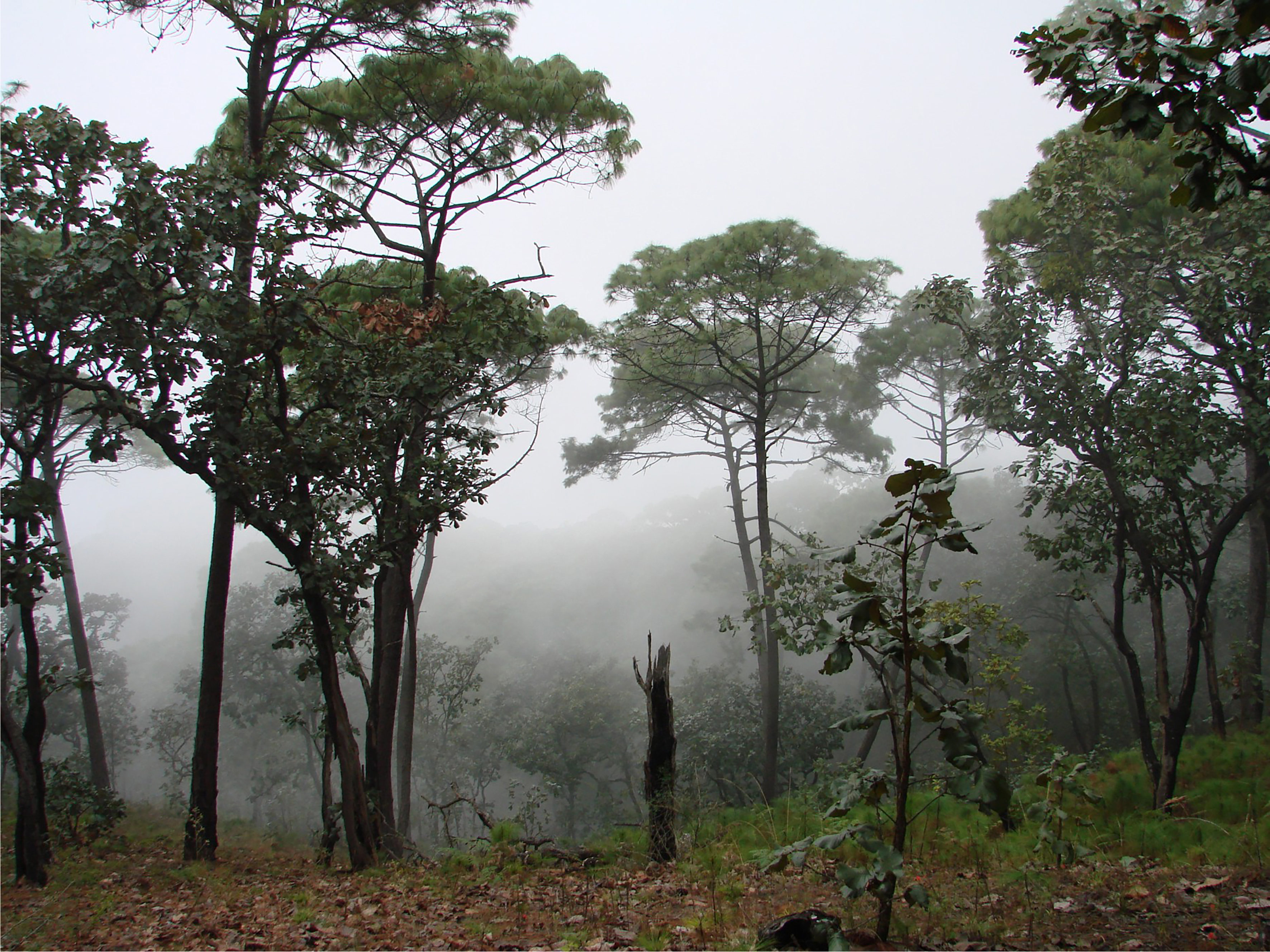 Vista general de ecosistema de bosque de neblina
