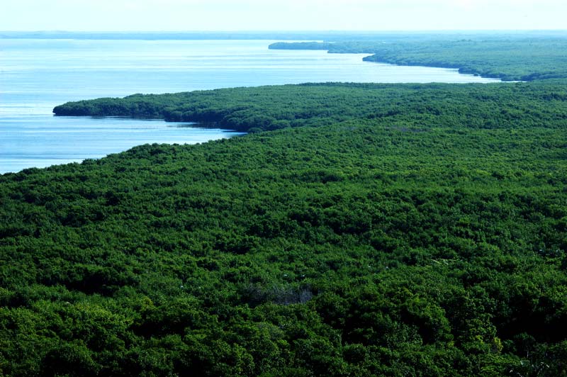 Vista general de paisaje con ecosistema de selva y río