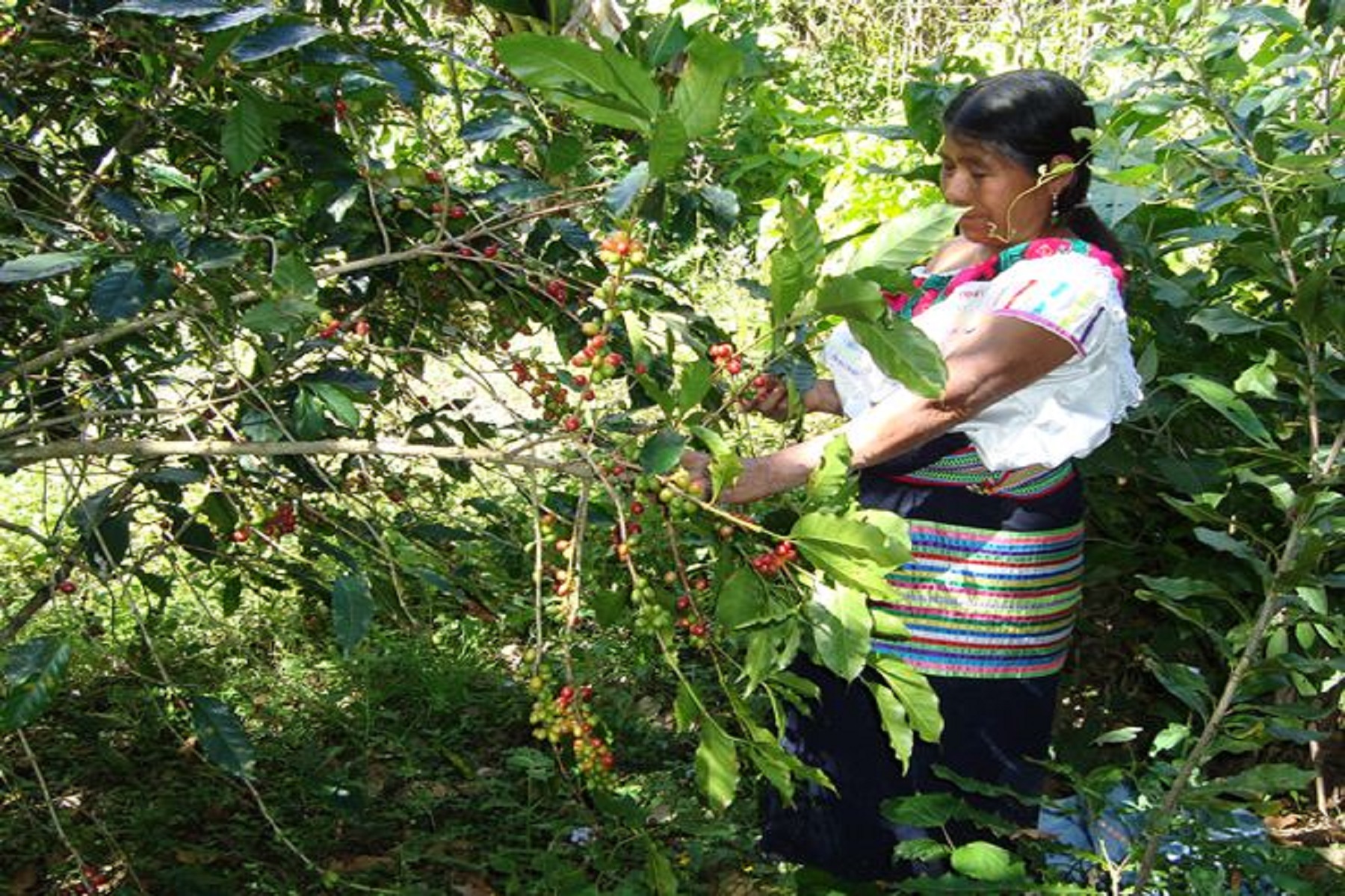 Mujer cosechando café 