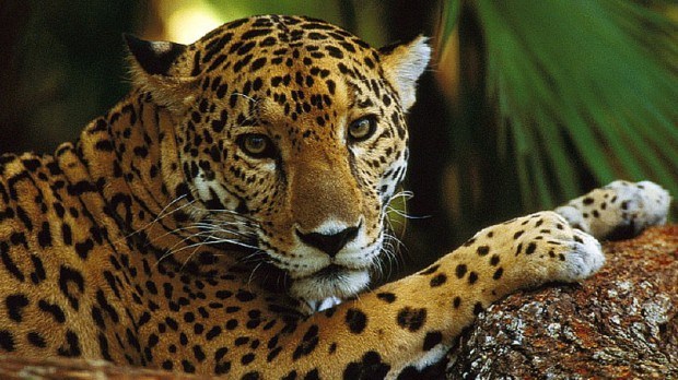 Retrato de jaguar