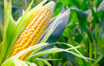 ¿Sabías que el chahuistle es una enfermedad que afecta los cultivos de maíz?