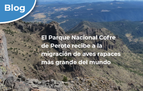 El Parque Nacional Cofre de Perote recibe la migración de aves rapaces más grande del mundo