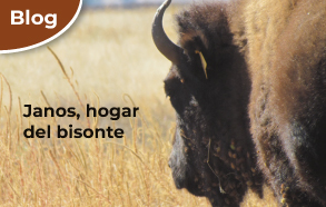 Janos, hogar del bisonte