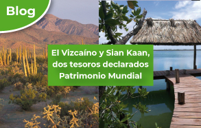 El Vizcaíno y Sian Ka'an, dos tesoros declarados Patrimonio Mundial. 