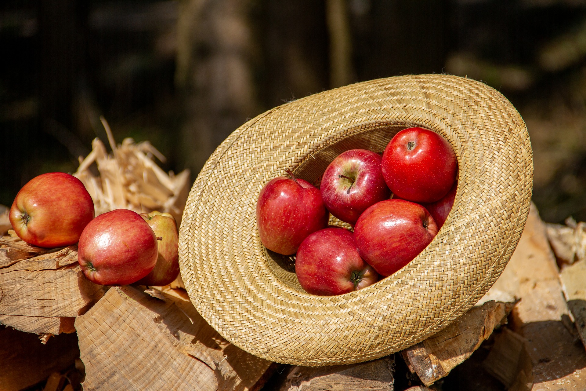 Sombrero con manzanas sobre trozos de leña.