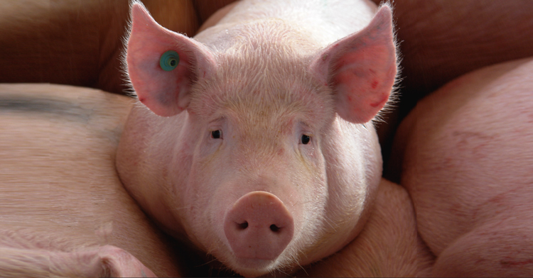 El SENASICA reforzó las labores de inspección de mercancías cárnicas, principalmente de cerdo provenientes de los países afectados por la enfermedad.