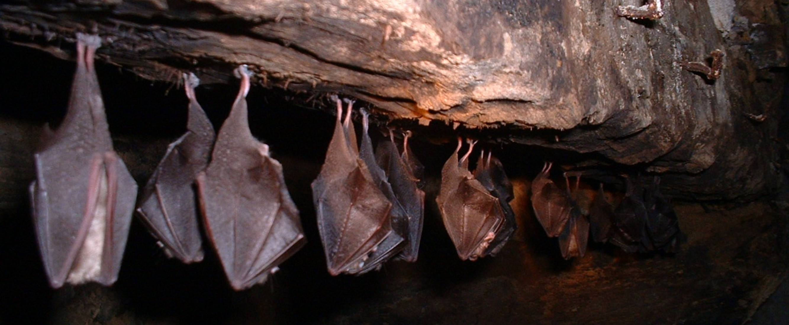 Para la agricultura, las grandes colonias de murciélagos representan un alivio ya que salvan las cosechas de depredadores como la langosta y otros insectos.