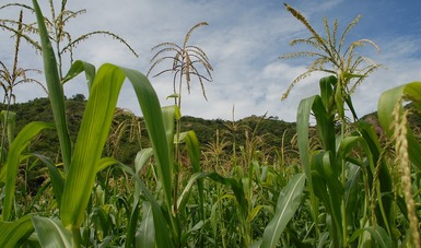 Muchas de esas plantas domesticadas tienen presencia actual como el maíz.