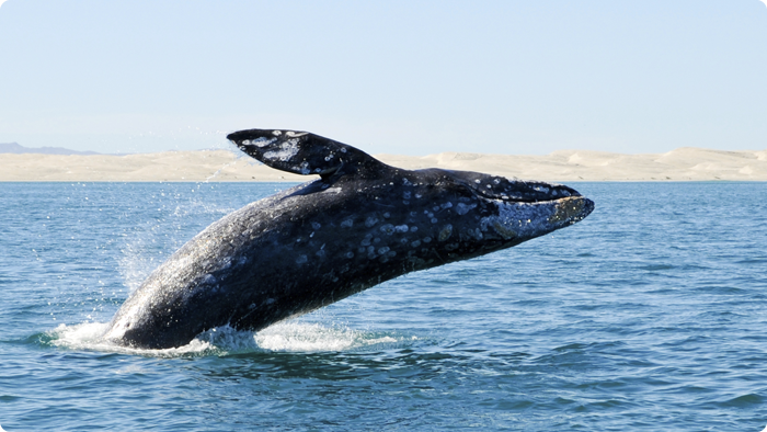 Reserva de la Biósfera Complejo Lagunar Ojo de Liebre la temporada de avistamiento de ballenas ofrece al turismo opciones recreativas sujetas al cumplimiento de reglas