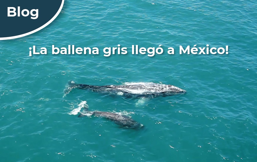 ¡La ballena gris llegó a México! 