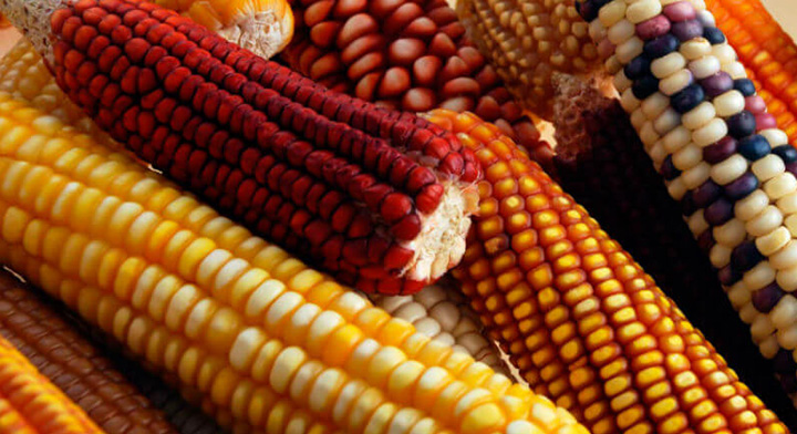 <br>La producción anual de maíz se estancó en 27 millones de toneladas desde 2017