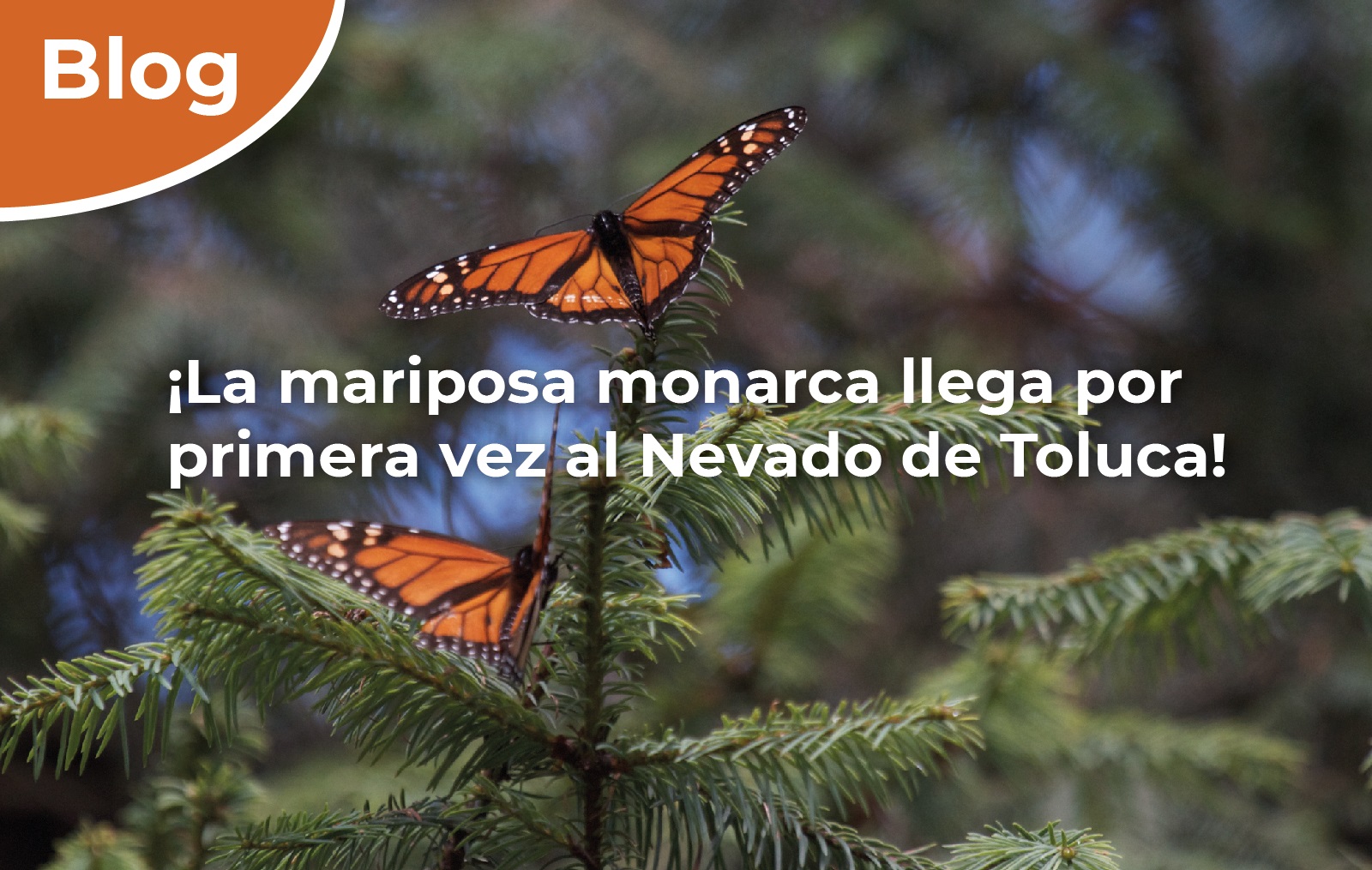¡La mariposa monarca llega por primera vez al Nevado de Toluca!