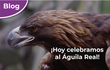 Hoy celebramos al Águila Real! | Comisión Nacional de Áreas Naturales  Protegidas | Gobierno 