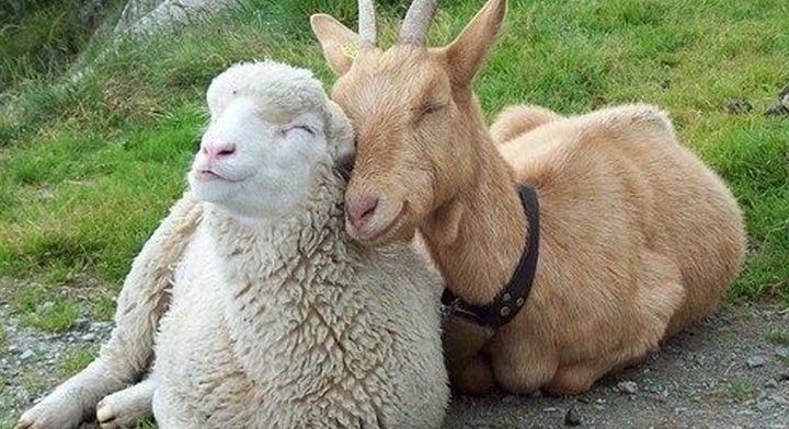 Cabra y oveja.