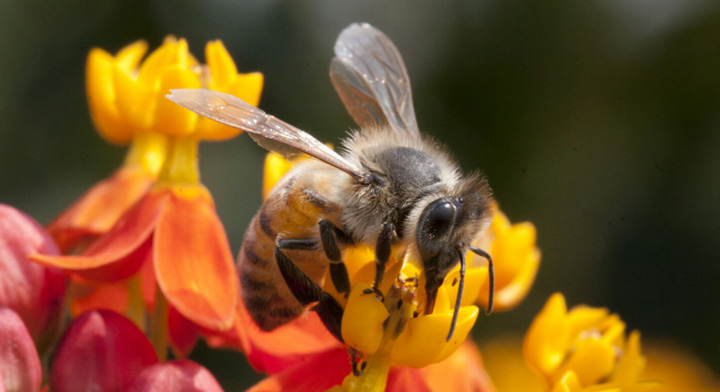 Entre flores y abejas, apicultura mexicana | Secretaría de Agricultura y  Desarrollo Rural | Gobierno 