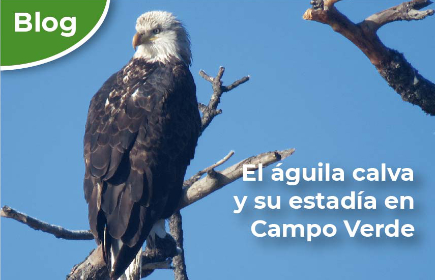 El águila calva y su estadía en Campo Verde | Comisión Nacional de Áreas  Naturales Protegidas | Gobierno 