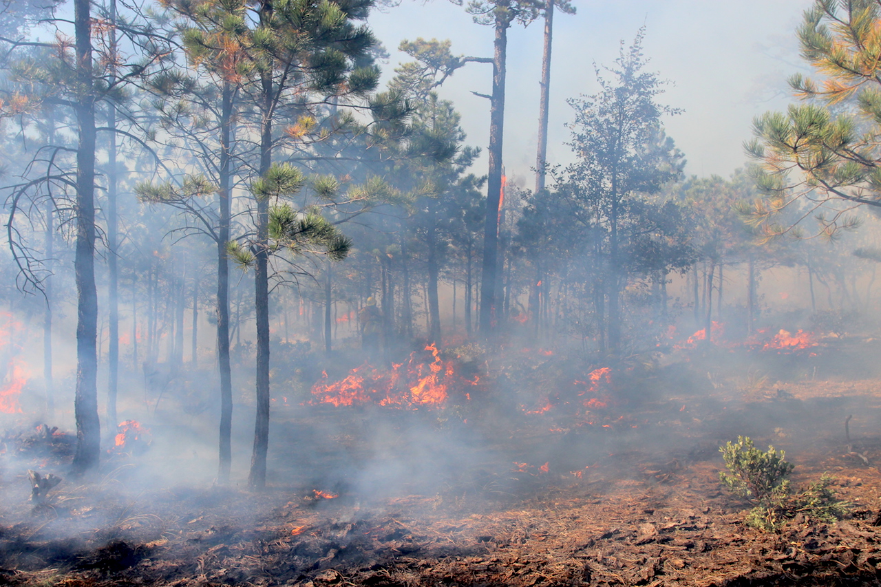 Las actividades humanas ocasionan el 99% de los incendios forestales.