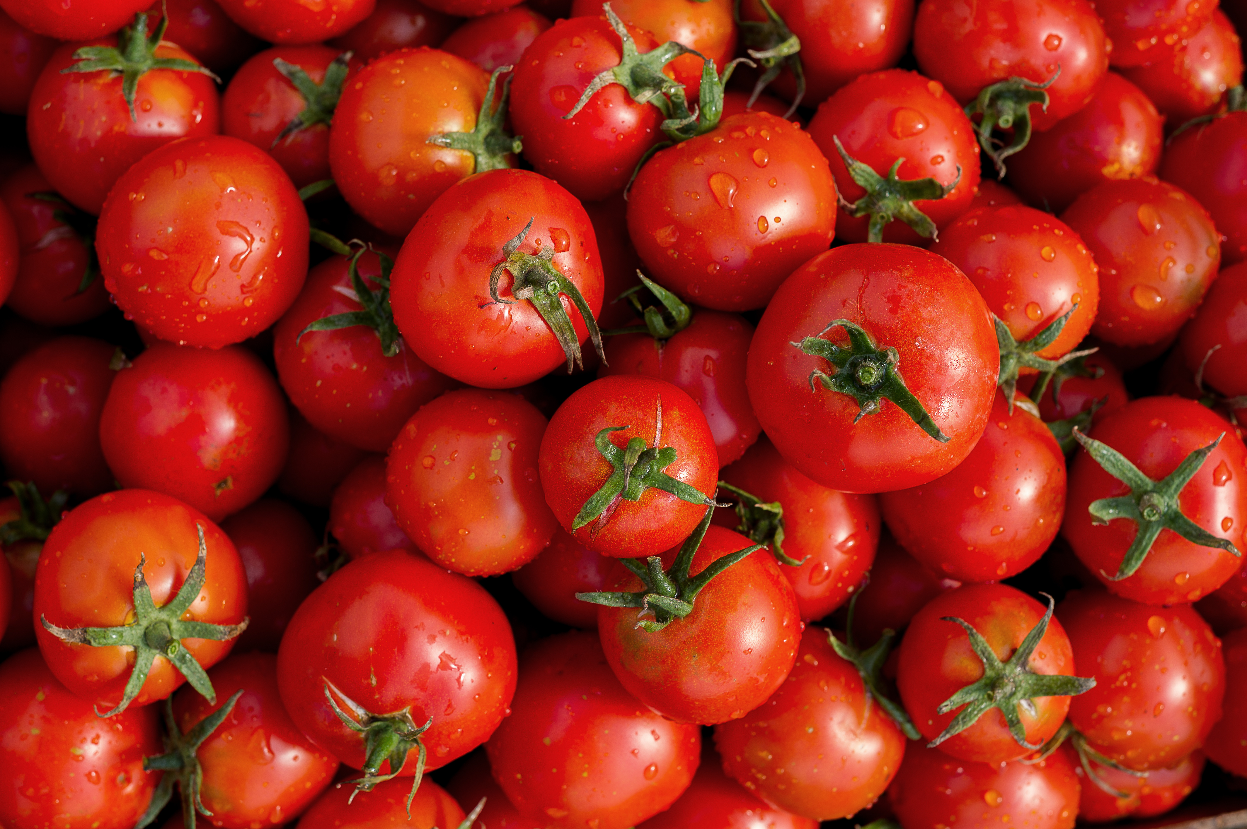 Comunicado de prensa sobre el Acuerdo de Suspensión del tomate mexicano en Estados Unidos