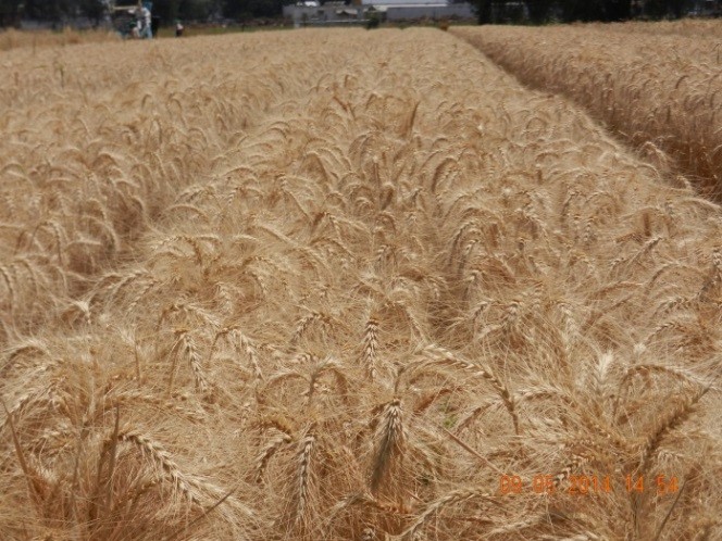 La nueva variedad de trigo es resistente a la roya de la hoja.