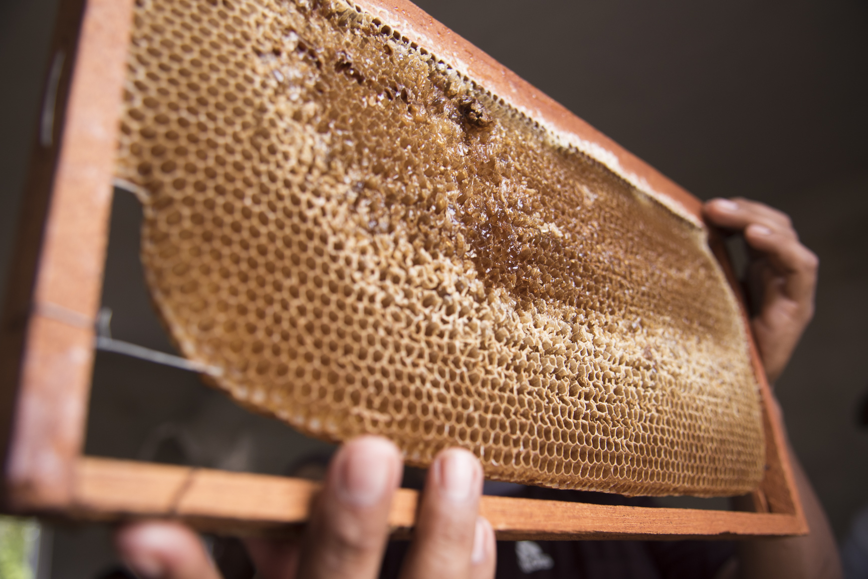 La producción de miel en el ejido es una de las actividades productivas en las que están invirtiendo mucho esfuerzo con el objeto de consolidarla como una empresa propia e independiente en un futuro.