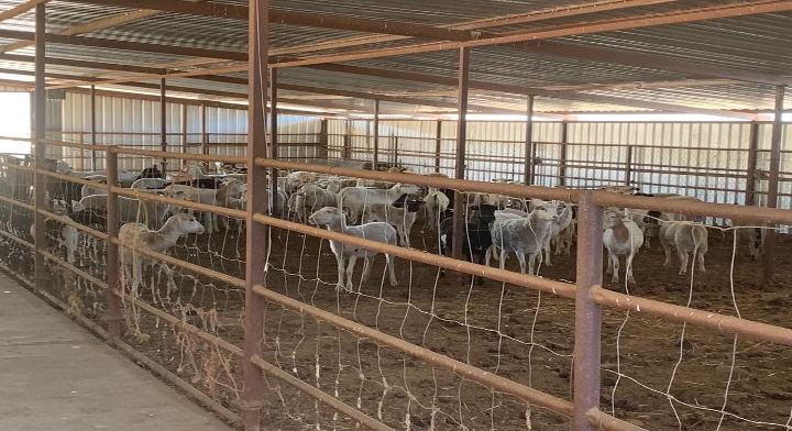Los productores pecuarios de Ojos Negros buscan darle valor agregado a la producción de carne de borrego