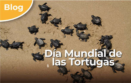 Día Mundial de las Tortugas