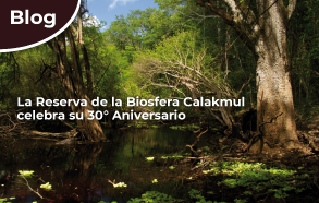 Reserva de la Biosfera Calakmul