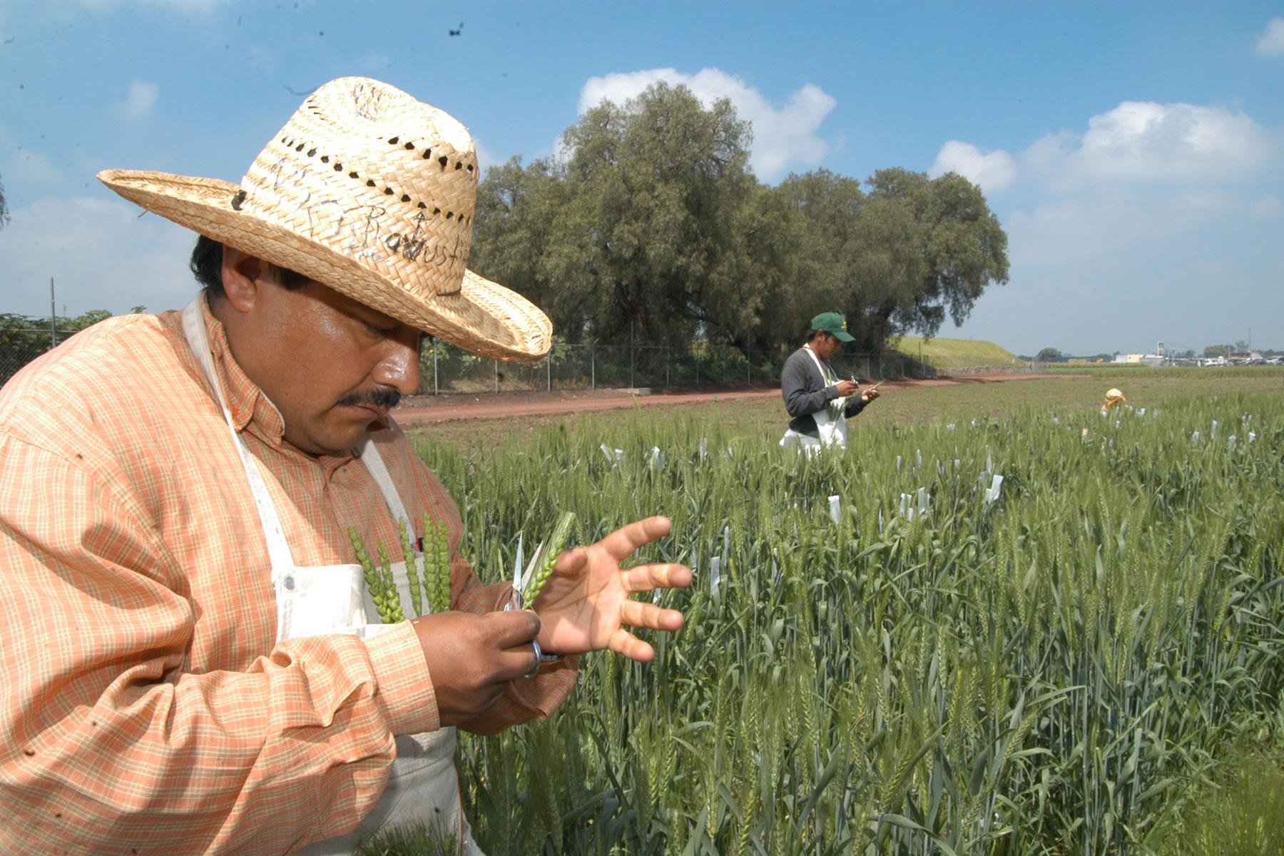 Productores revisando plantas de trigo 