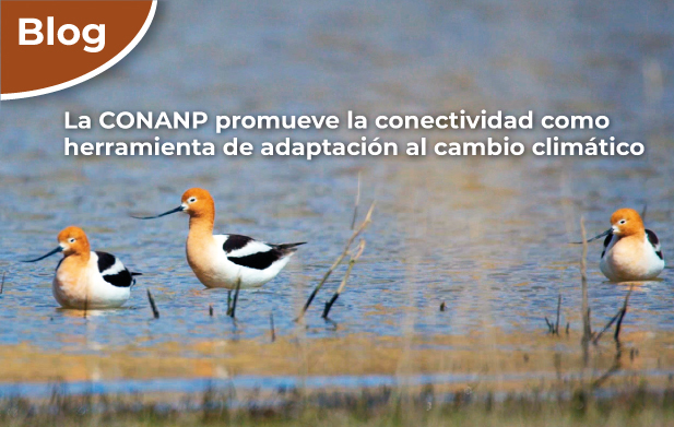 Aves en la Reserva de la Biosfera Janos, Chihuahua.