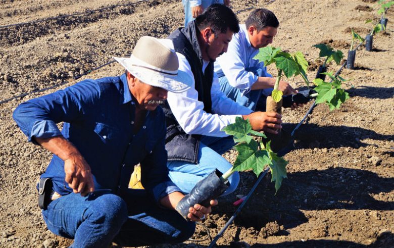 Producción de jatrofa en zonas áridas de México