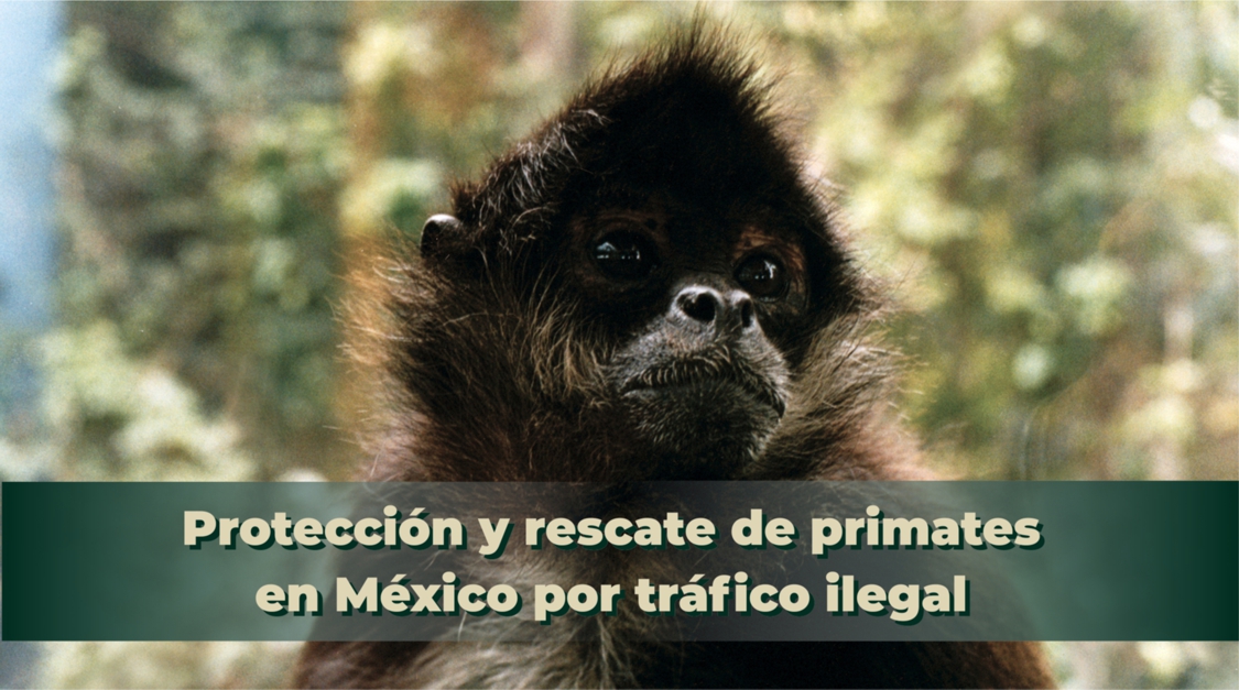 Tráfico ilegal de primates
