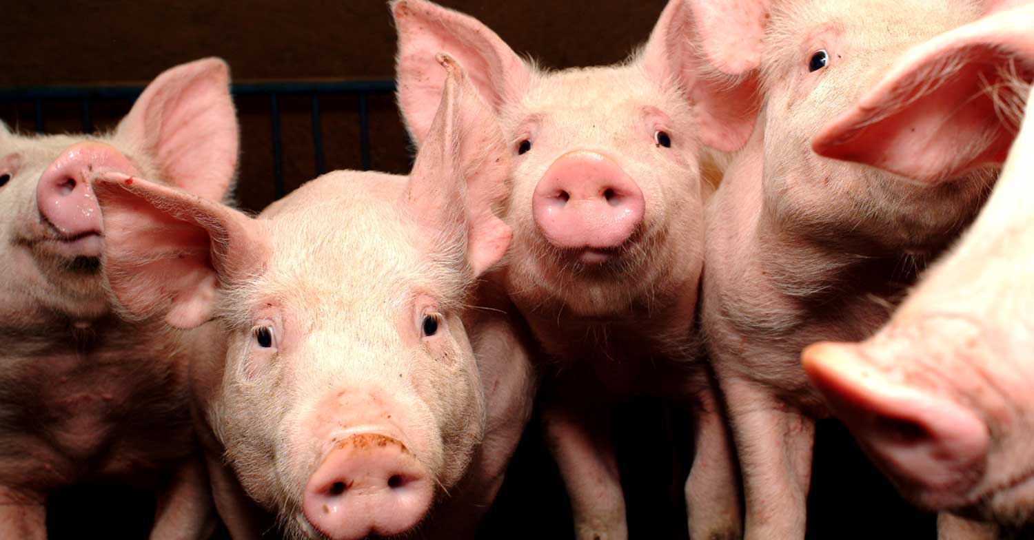 La PPA es una enfermedad infecciosa del cerdo, es causada por un asfivirus altamente contagioso para esos animales