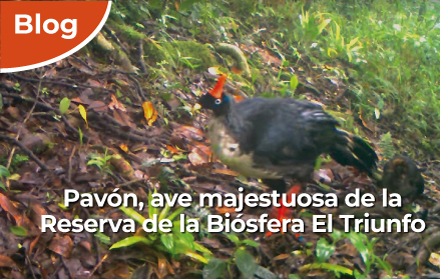 Ave hembra Pavón acompañada por su cría en la Reserva de la Biósfera El Triunfo, Chiapas.