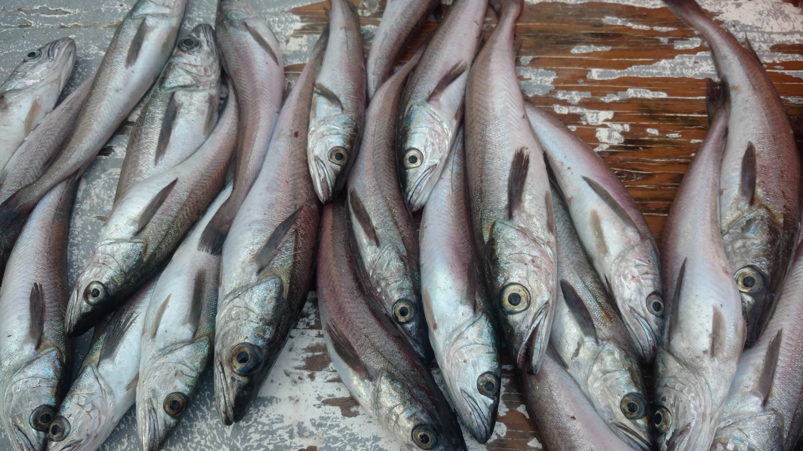 El pasado mes de junio, el Gobierno de México aprobó como pesquería nueva la captura de merluza del Pacífico norte.