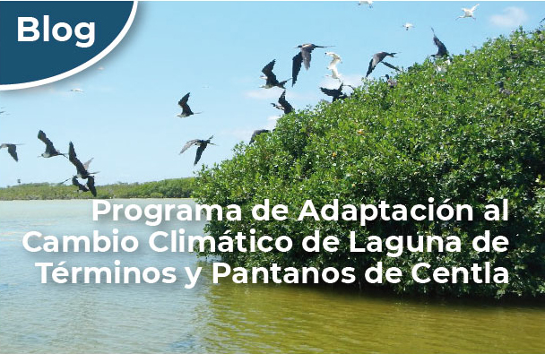 Aves en los manglares del Área de Protección de Flora y Fauna Laguna de Términos.