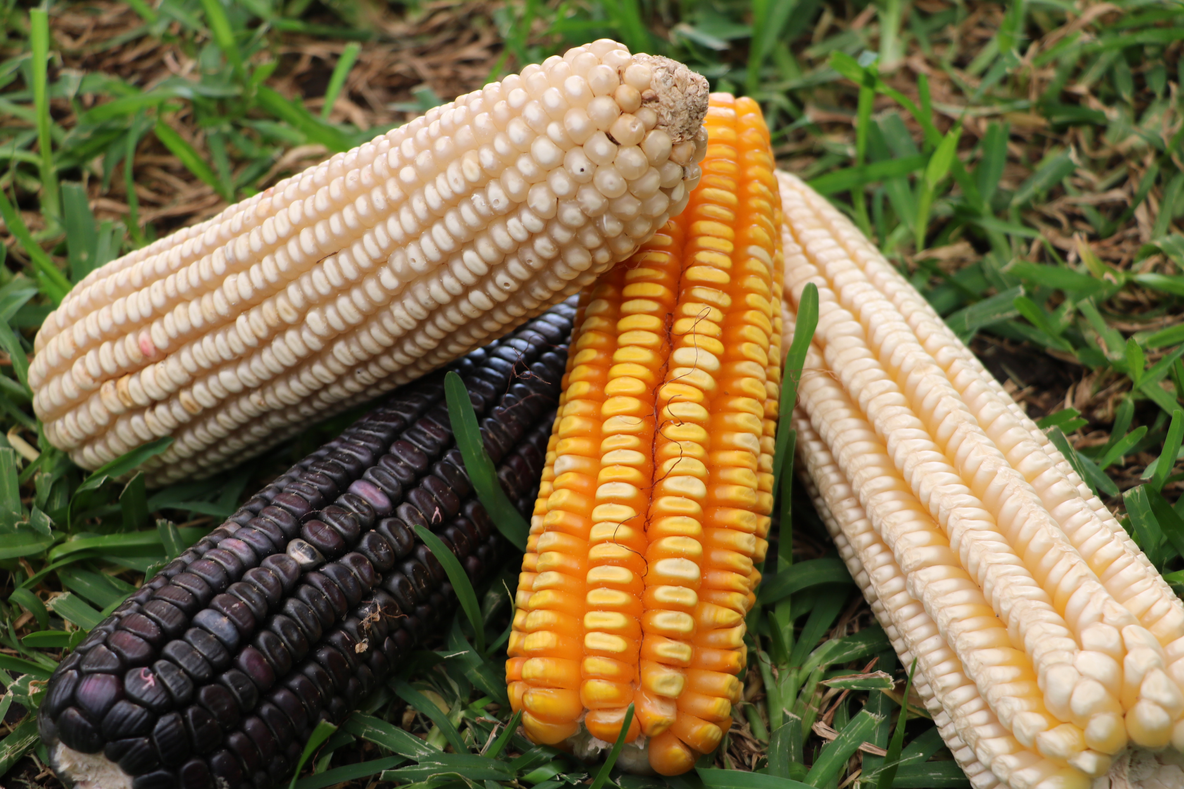 Aumenta producción de maíz pese a baja en uso de glifosato, afirman autoridades