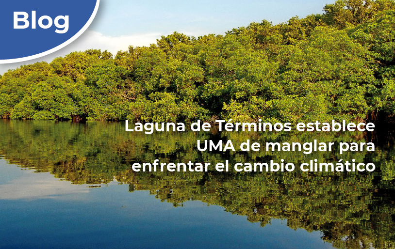 Laguna de Términos establece UMA de manglar para enfrentar el cambio climático