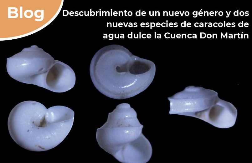 Descubrimiento de un nuevo género y dos nuevas especies de caracoles de agua dulce en la Cuenca Don Martín