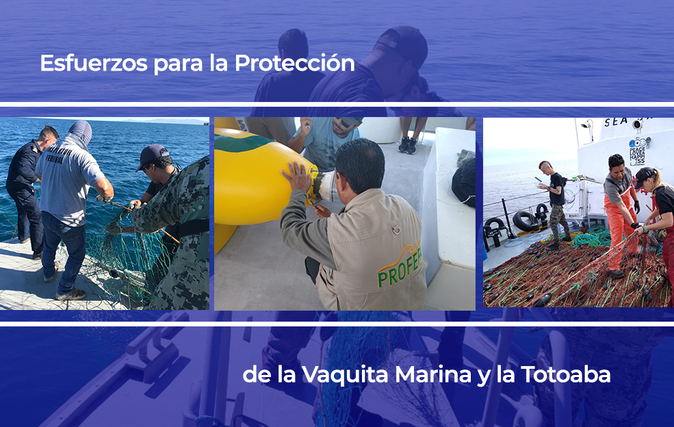Esfuerzos para la Protección de la Vaquita Marina y la Totoaba