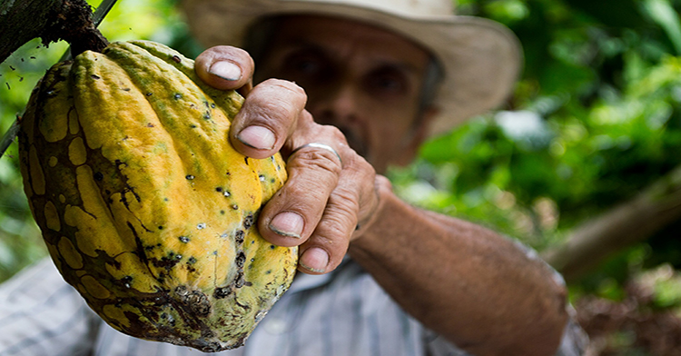 Tabasco y Chiapas son los mayores productores de cacao de México, que se ubica en el décimo primer sitio de los países cacaoteros del mundo.