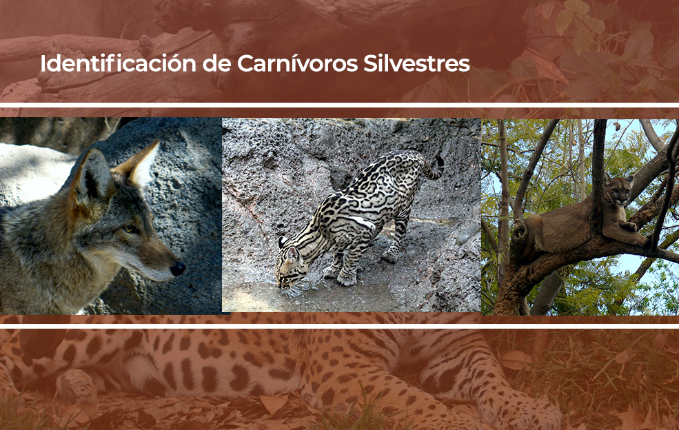 Identificación de grandes carnívoros silvestres en México