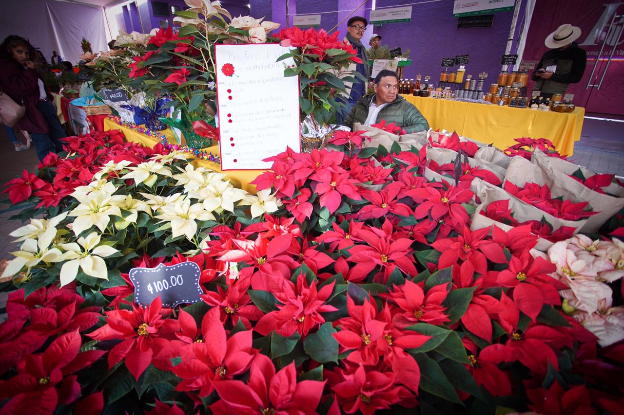 Flor de Nochebuena, regalo navideño de México para el mundo | Secretaría de  Medio Ambiente y Recursos Naturales | Gobierno 