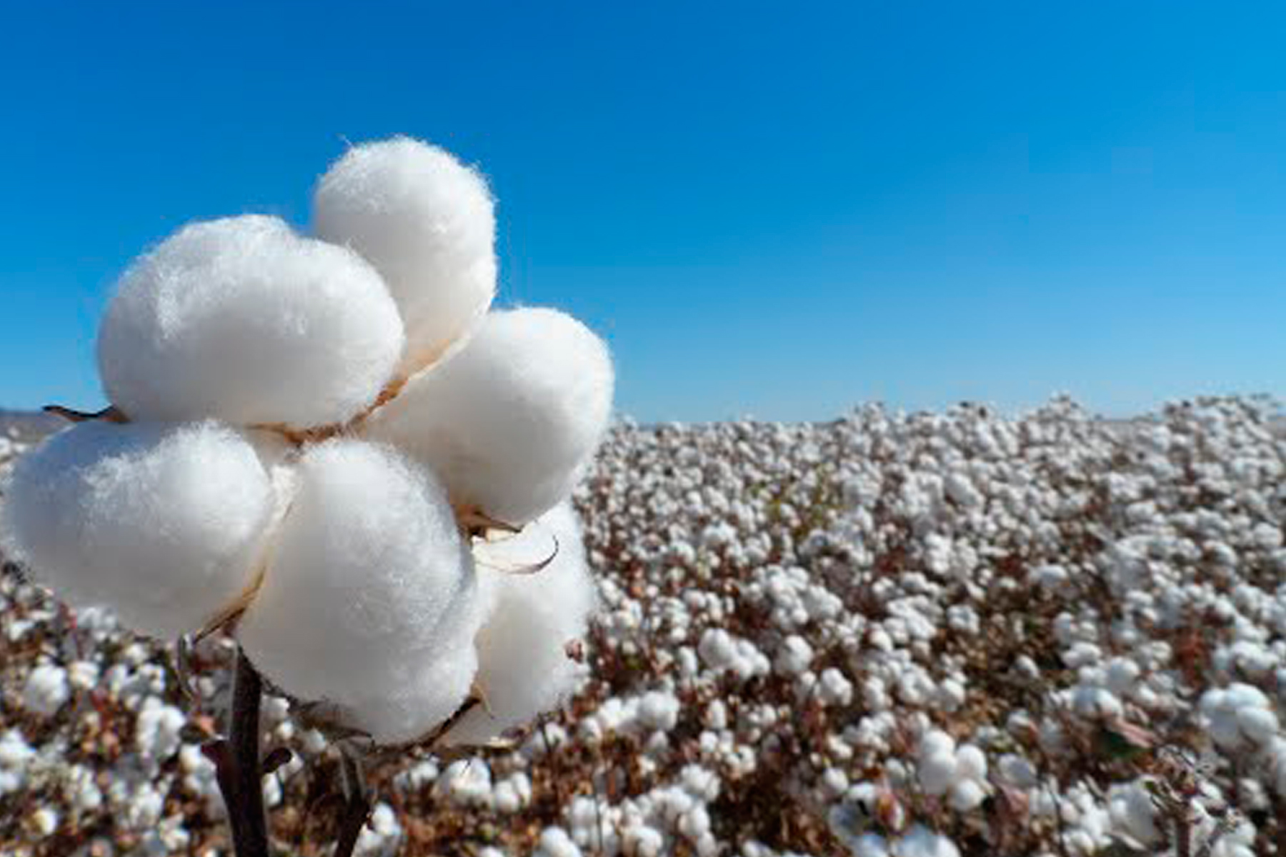 El algodón de México, fibra suave y cultivo generoso, Secretaría de  Agricultura y Desarrollo Rural, Gobierno
